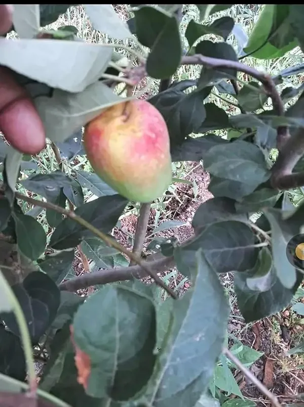 Hot_Place_Apple_Plant__Harimon-99_Apple_Plant_Hight_1.5-2_Ft_Healthy_Plant_(Pack_of_1)