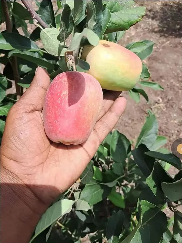 Hot_Place_Apple_Plant__Harimon-99_Apple_Plant_Hight_1.5-2_Ft_Healthy_Plant_(Pack_of_1)