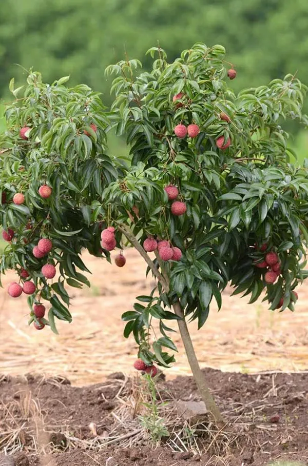 Muzaffarpur_Shahi_(Grafted_Sweet_&_Tasty_Hybrid_Litchi__Fruit_Plant_(1.5-3.5_Ft_Size)_For_Home_Gardening