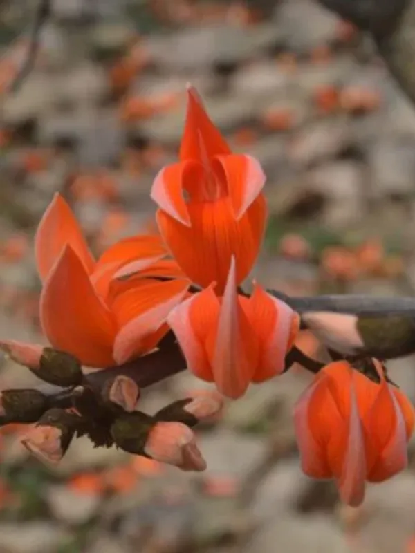 Red_Palash_Plant