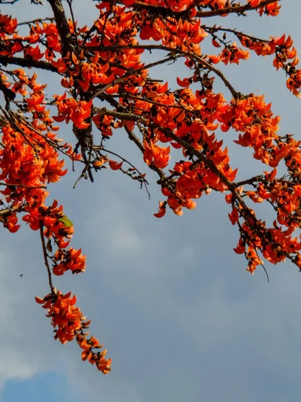 Red_Palash_Plant