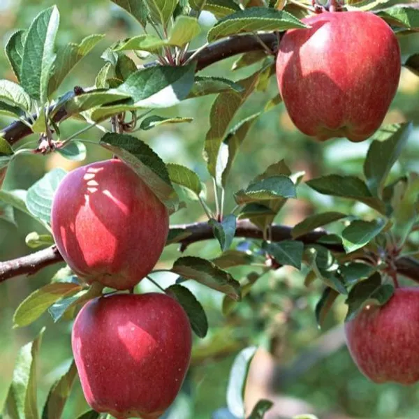 Apple_Plant_Hrmn_99_Grafted_Outdoor_Hot_Warm_Growing_2_3_Feet_Healthy_Plant