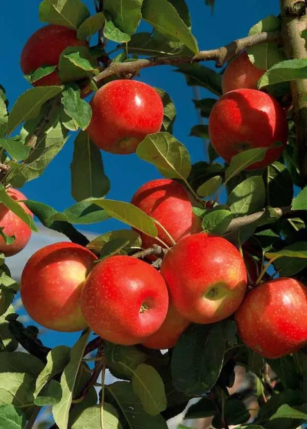 Apple_Plant_Hrmn_99_Grafted_Outdoor_Hot_Warm_Growing_2_3_Feet_Healthy_Plant