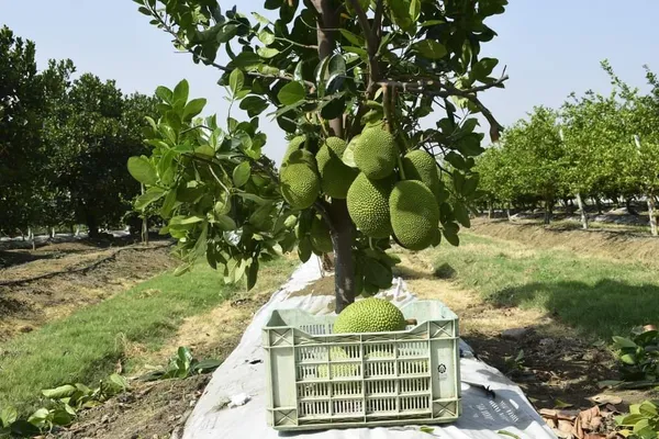 All_time_Jackfruit_Plant_|_Grafted_and_Hybrid_Plant