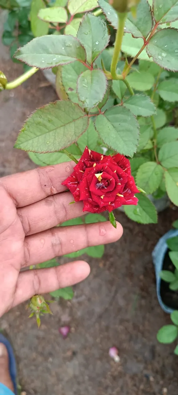 Abracadabra_Rose_Flower_Plant_(Pack_Of_1)