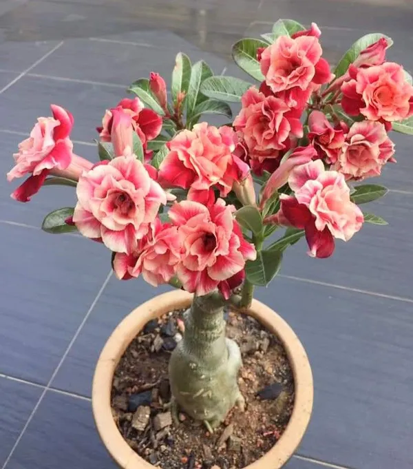 Adenium_Desert_Rose_Flower_Plant_&_Tree_For_Home_Garden_(Hybrid,_Pack_Of_1)