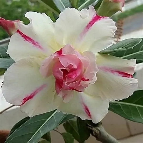 Adenium_Desert_Rose_Flowering_Plant