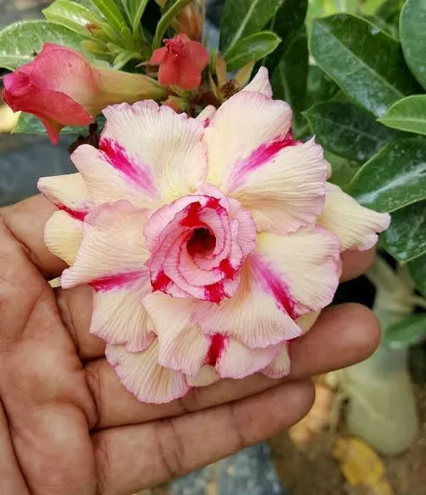 Adenium_Multi_Color_Dwarf_Varieties_Flower_Live_Plant