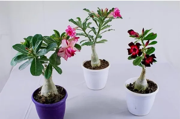 Pack_Of_2_Multicolour_Adenium_Flower_Hybrid_Plant