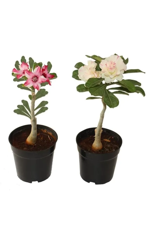 Pack_Of_2_Multicolour_Adenium_Flower_Hybrid_Plant