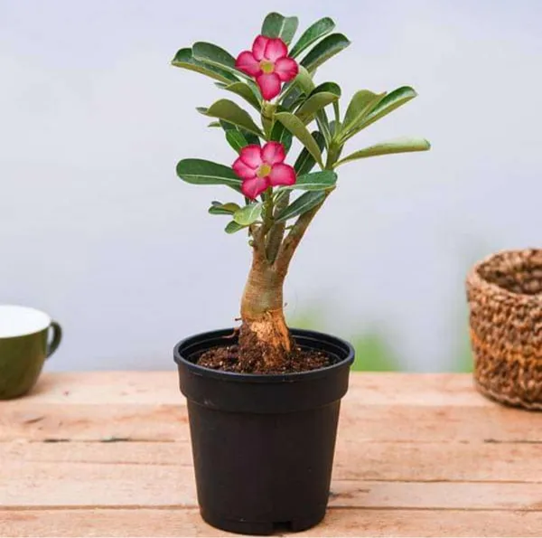 Pack_Of_2_Combo_Adenium_Flower_Multicolor_Hybrid_Plant