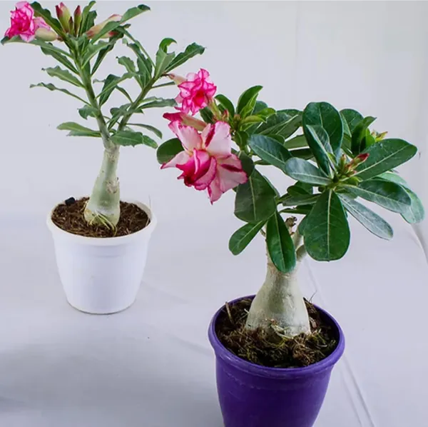 Pack_Of_2_Combo_Adenium_Flower_Multicolor_Hybrid_Plant