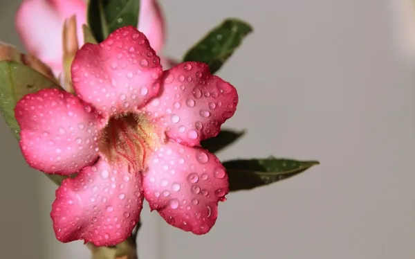 Pack_Of_2_Combo_Adenium_Flower_Multicolor_Hybrid_Plant