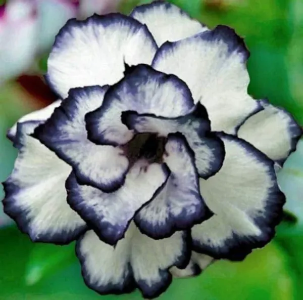 Adenium_Flower__Plant_For_home_Gardening