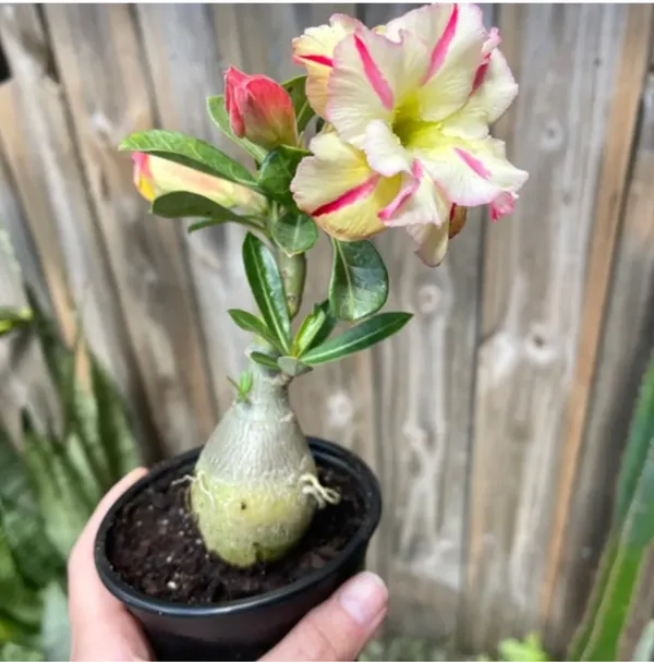 Pack_Of_2_Combo_Adenium_Multi_Color_Flower_Plant