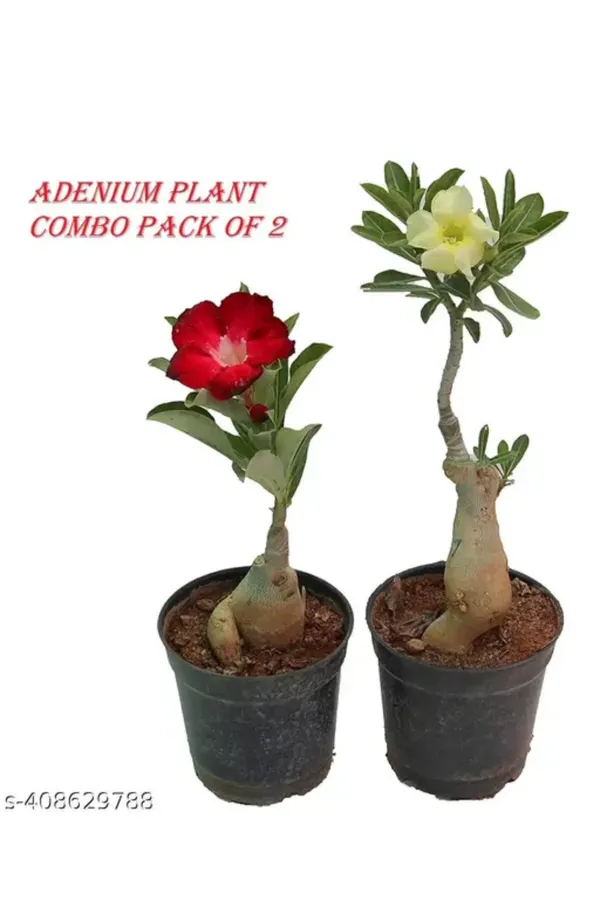 Pack_Of_2_Combo_Adenium_Multi_Color_Flower_Plant