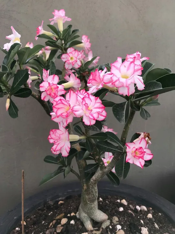 Adenium_Flower_Plant_&_Tree_For_Your_Sweet_Home_Decoration/Gardening_Hybrid_Adenium_Flower_Plant_(1.5-3.5_Ft_Hight)_Pack_Of_1