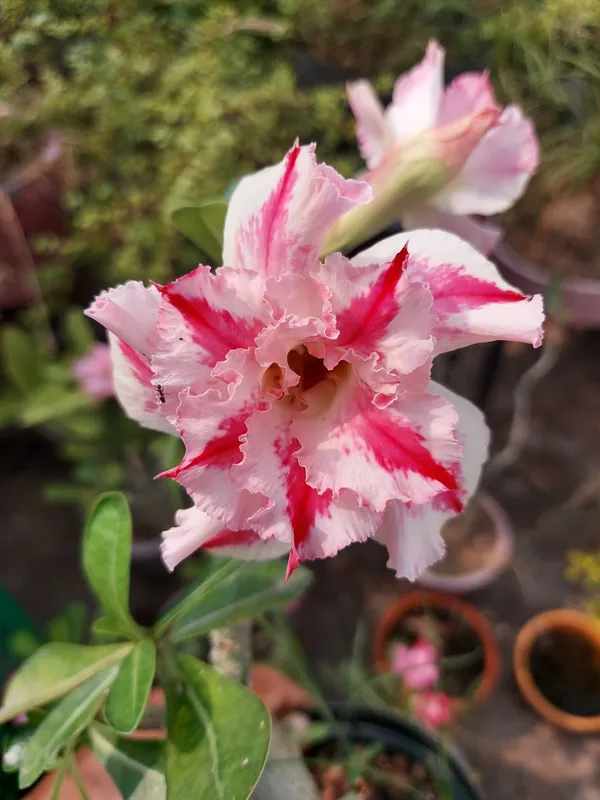 Adenium_Grafted_Flower_Plant_(Hybrid,_Pack_Of_1)
