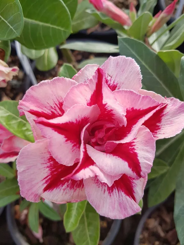 Adenium_Grafted_Flower_Plant_(Hybrid,_Pack_Of_1)