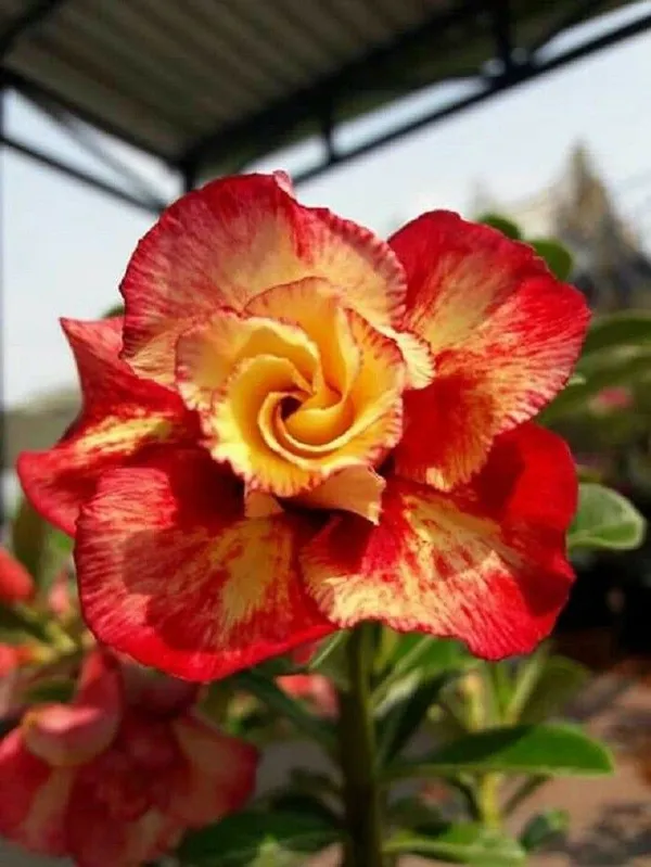 Adenium_Hybrid_Flowering_Plant_(Grafted,_Pack_Of_1)