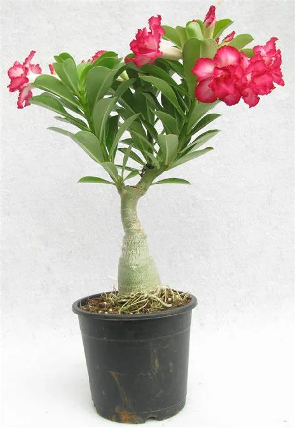 Adenium_Hybrid_Red_Flower_Plant_(Pack_Of_1)
