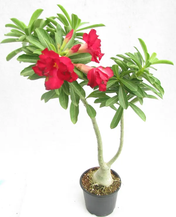 Adenium_Hybrid_Red_Flower_Plant_(Pack_Of_1)