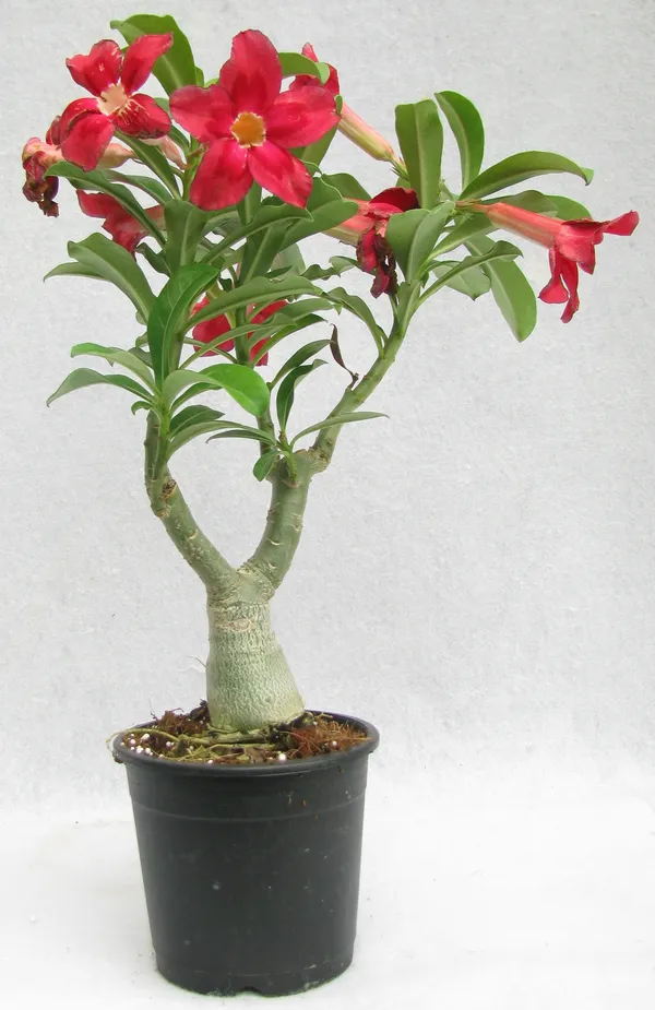 Adenium_Hybrid_Red_Flower_Plant_(Pack_Of_1)