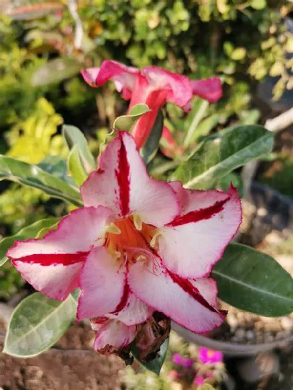 Adenium_Hybrid_1.5-3.5_Ft_Flower_Plant_(Pack_Of_1)