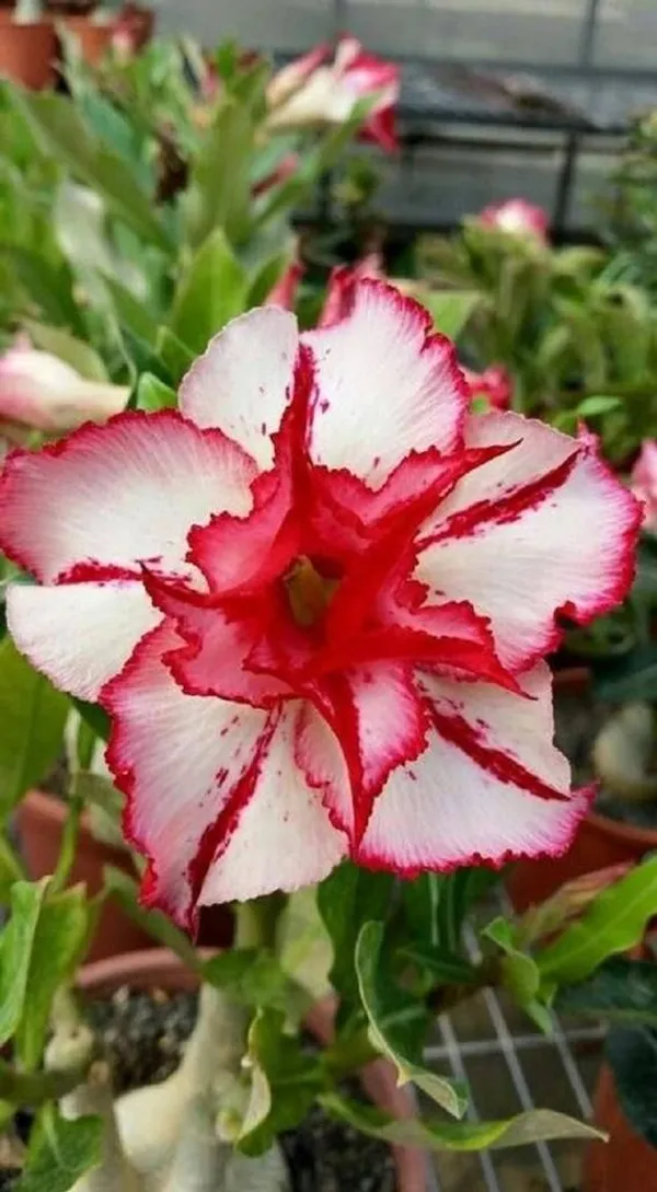 Adenium_Hybrid_1.5-3.5_Ft_Flower_Plant_(Pack_Of_1)