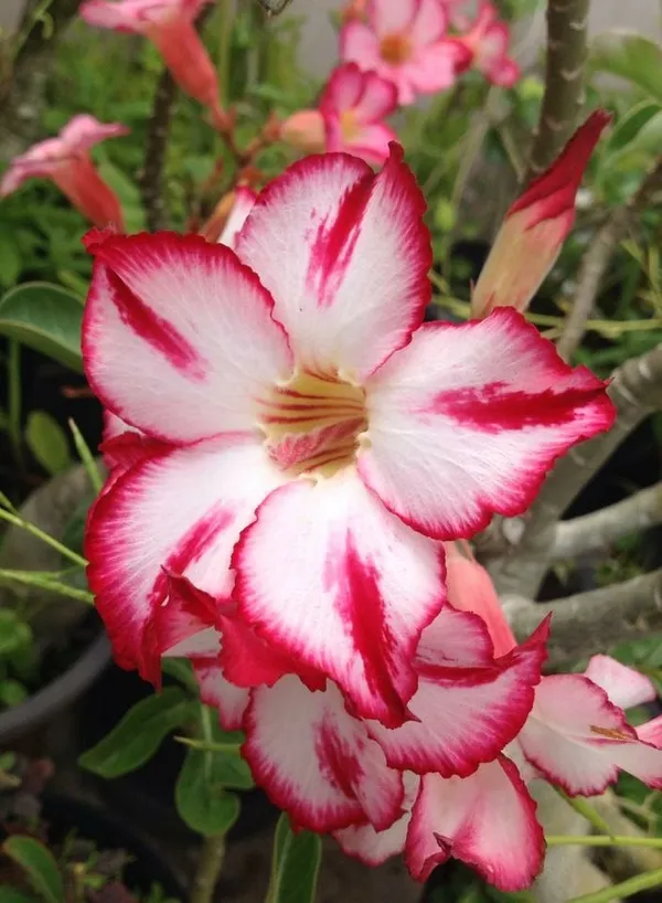 Adenium_Hybrid_1.5-3.5_Ft_Flower_Plant_(Pack_Of_1)