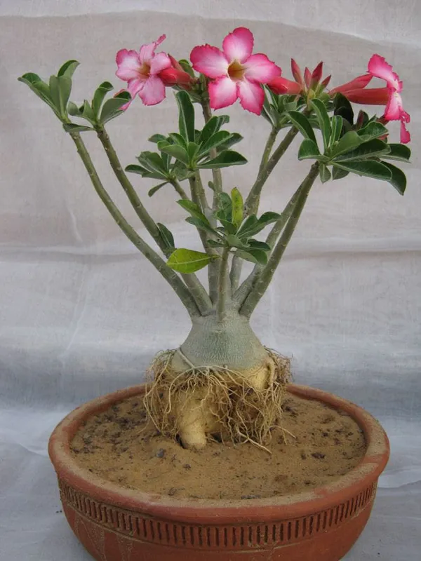 Adenium_Plant_Combo_Pack_Of__6_|_Premium_Quality_Seedling_Plant_|_Hybrid_Plant