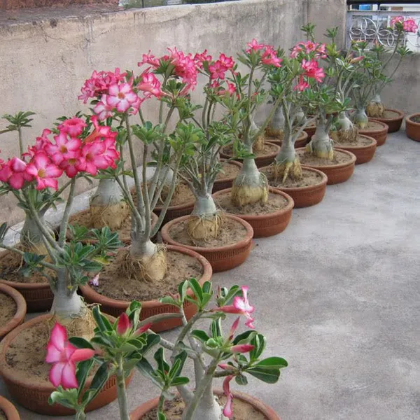 Adenium_Plant_Combo_Pack_Of__6_|_Premium_Quality_Seedling_Plant_|_Hybrid_Plant