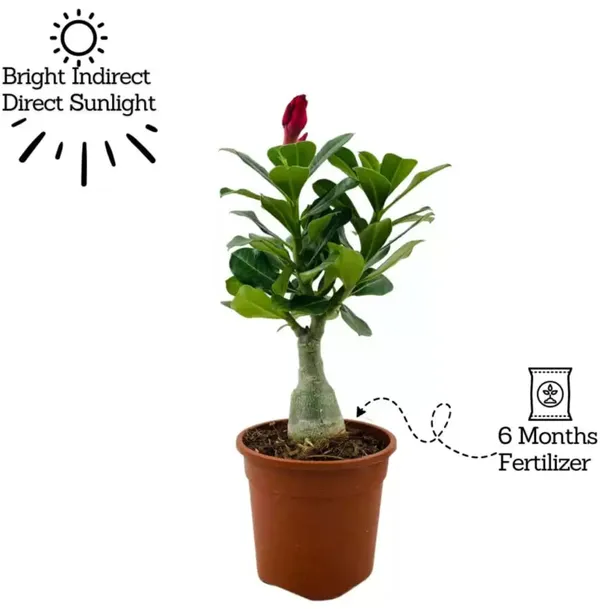 Adenium_Plant_Combo_Pack_Of__6_|_Premium_Quality_Seedling_Plant_|_Hybrid_Plant