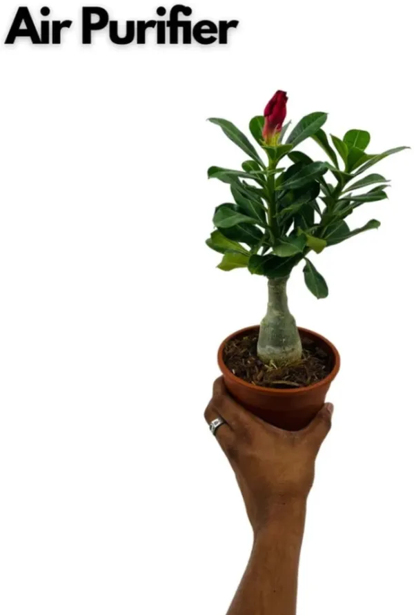 Adenium_Plant_Combo_Pack_Of__6_|_Premium_Quality_Seedling_Plant_|_Hybrid_Plant
