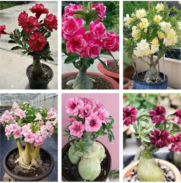 SIKDER NURSERY Adenium Plant Combo Pack Of 6 Premium Quality Seedling