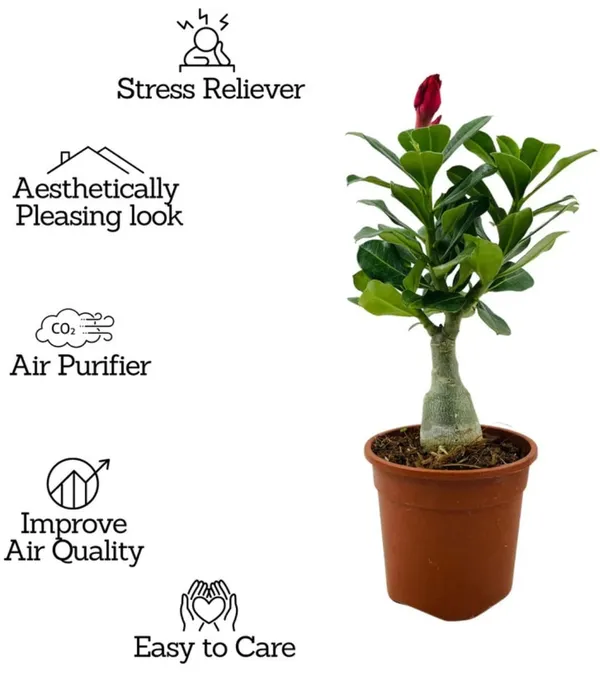 Adenium_Plant_Combo_Pack_Of__6_|_Premium_Quality_Seedling_Plant_|_Hybrid_Plant