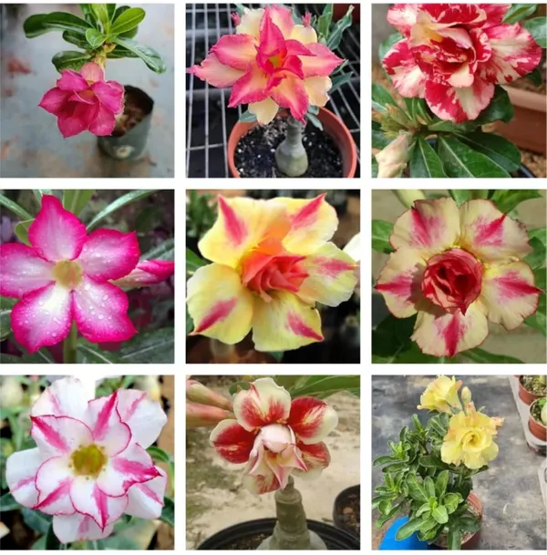 Adenium_Plant_Combo_Pack_Of__9_|_Premium_Quality_Seedling_Plant_|_Hybrid_Plant