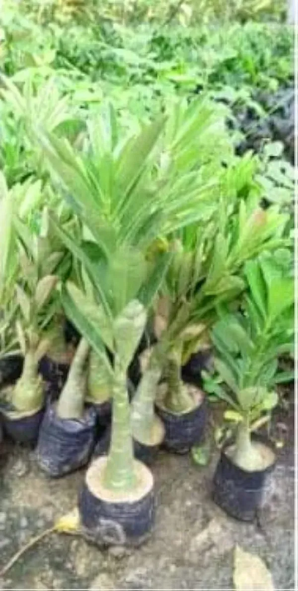 Adenium_Plant_Pack_Of_4_(Hybrid_Seedling_Plant)
