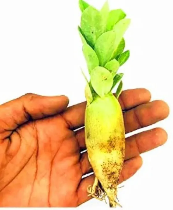 Adenium_Plant_Pack_Of_4_(Hybrid_Seedling_Plant)