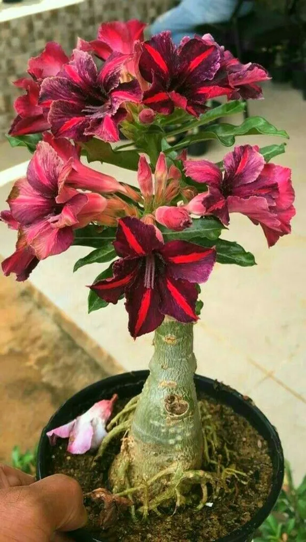 Adenium_(Bicolor)_Desert_Rose_Variety_Flower_Plant_&_Tree_(1.5_Years_Old)__For_Your_Sweet_Home_Gardening_(Pack_Of_1)