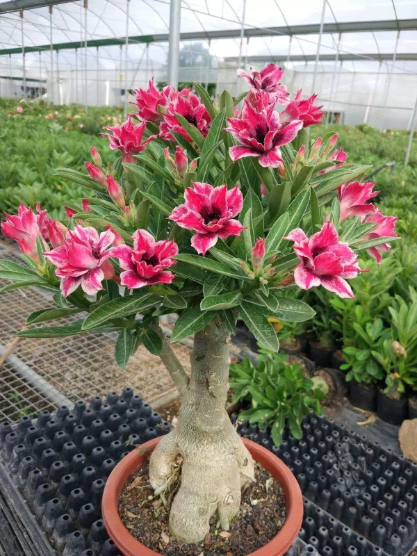 Adenium_(Desert_Rose)_Variety_Live_Flowering_Plant_(Age_1.5_Years__Old)_For_Home_Garden_Hybrid_Adenium_Plant_(Pack_Of_1)_Suitable_For_Indoor/Outdoor_Location_||_Limited_Stocks_Hurry_Up_||