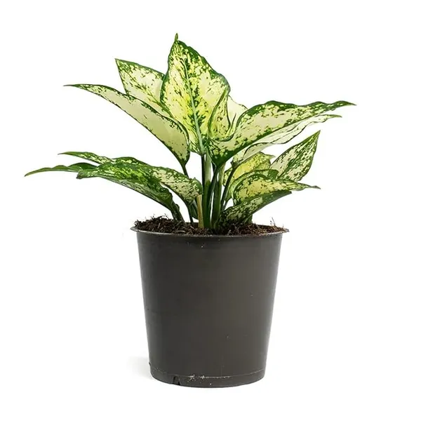 Aglaonema_Snow_White_Indoor_Plant_For_Home/Office/Garden_Decor,_Pack_Of_1