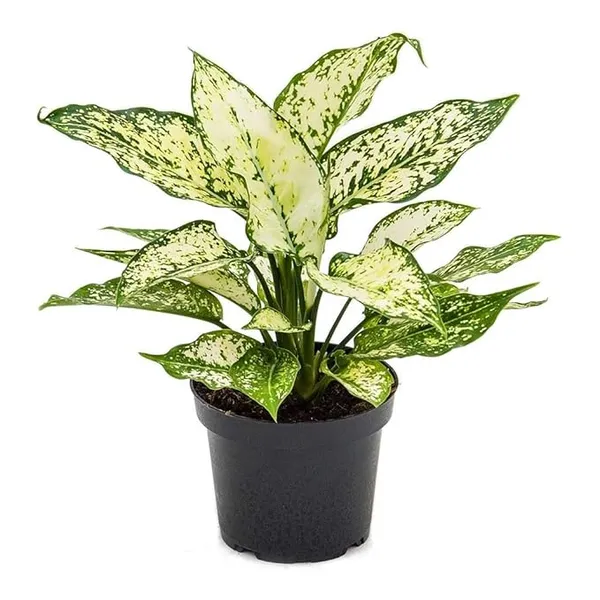 Aglaonema_Snow_White_Indoor_Plant_For_Home/Office/Garden_Decor,_Pack_Of_1