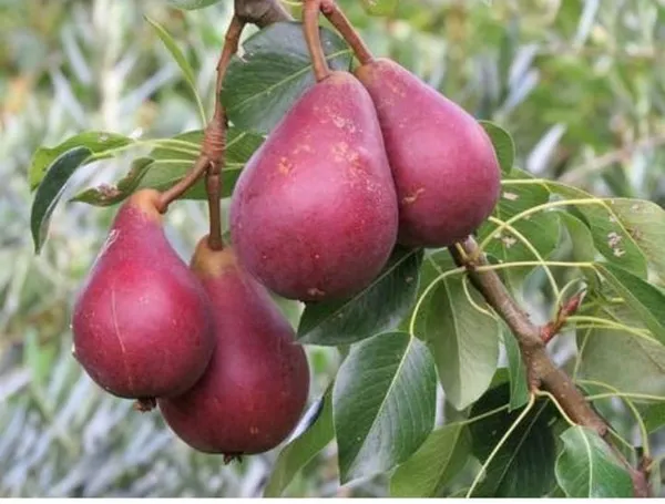 Babugosha(Red_Pear)_|_Grafted_and_Hybrid_Plants