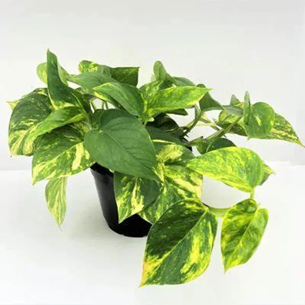 Air_Purifying_Money_Plant_(Pack_Of_1)