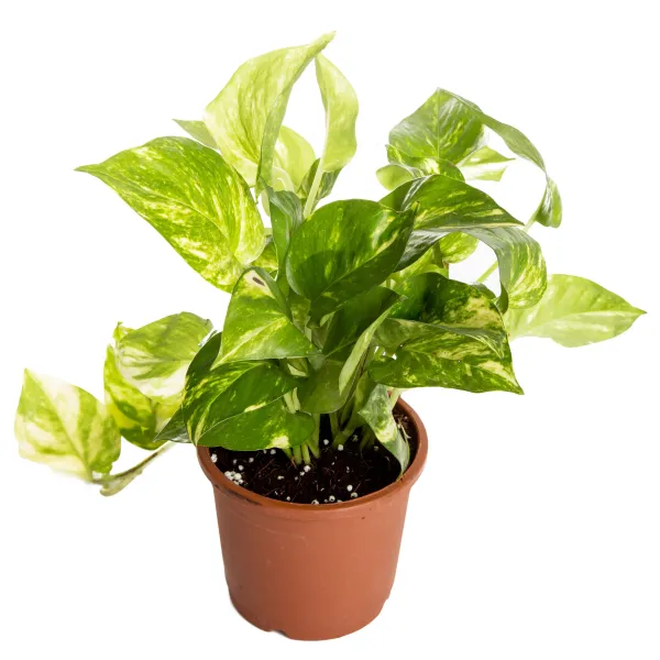 Air_Purifying_Money_Plant_(Pack_Of_1)