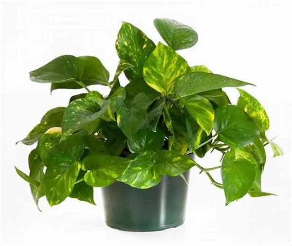 Air_Purifying_Money_Plant_(Pack_Of_1)