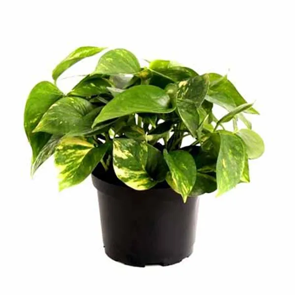 Air_Purifying_Money_Plant_(Pack_Of_1)