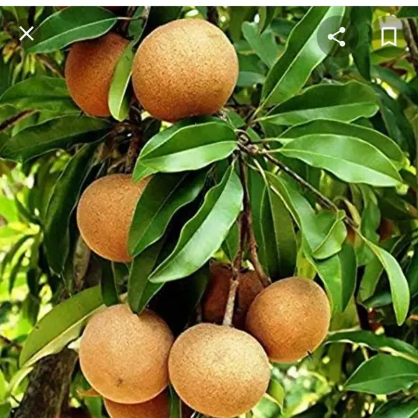 All_Time_Cricket_Ball_Chiku_Grafted_Plant_(1.5-2_Feet_Height_Pack_Of_1)