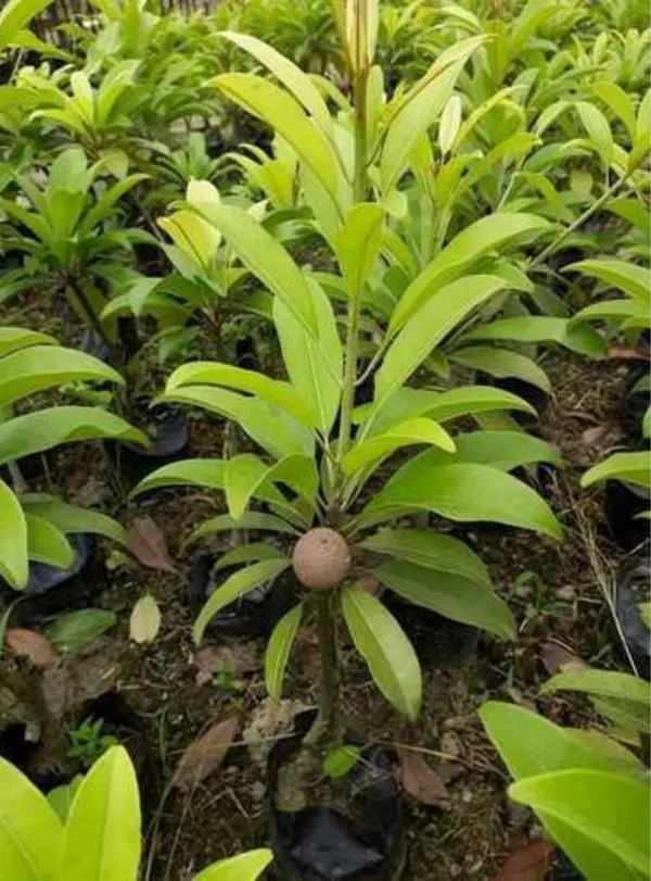 All_Time_Cricket_Ball_Chiku__Fruit_Plant_(Grafted)_Pack_Of_1